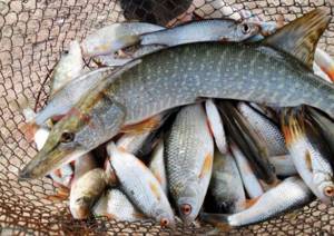 What specific types of fish are found in the reservoirs of Rubtsovsk