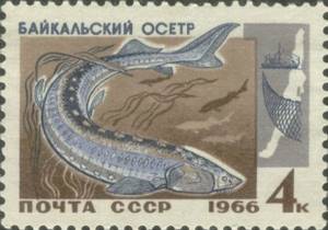 What fish live in Lake Baikal? 13 