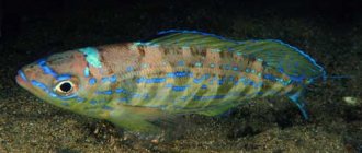 Какие виды рыб обитают в Черном море - названия, фото и характеристика 11