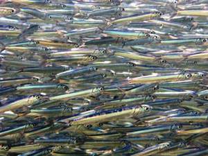 Какие виды рыб обитают в Черном море - названия, фото и характеристика 10