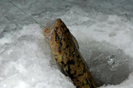 What bait to offer burbot in winter