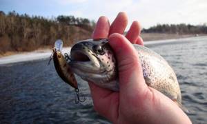 Какую рыбу можно поймать на Алтае?