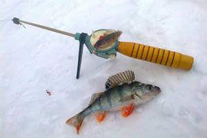 What kind of fish can you catch with a winter fishing rod and jig?