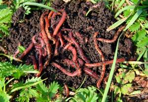 California worms in compost.jpeg