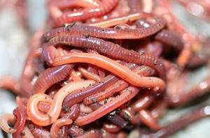 California red worm