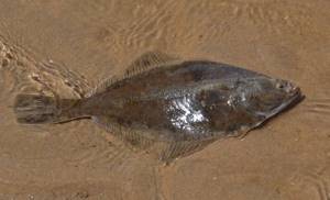 flounder in the water