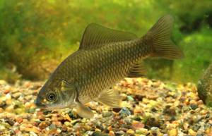 Crucian carp, what kind of fish is it, its habitats and fishing features