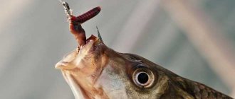 Crucian carp on a hook close-up