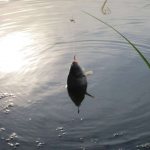 Crucian carp on a float rod in summer