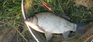 Crucian carp in the cage