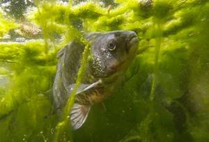 crucian carp in algae thickets