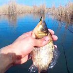 Crucian carp on a float in spring