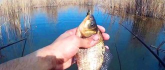 Crucian carp on a float in spring