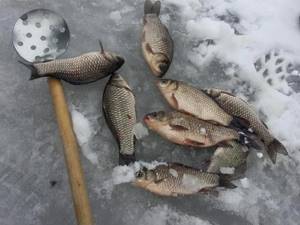 Crucian carp and slotted spoon on ice