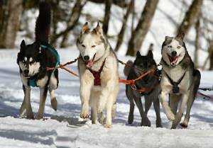Karelia in winter dog sleds