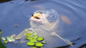 Carp takes food from the surface of the water