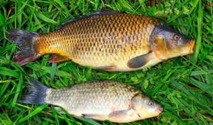 Carp and crucian carp.