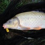 Carp with boilies on a net