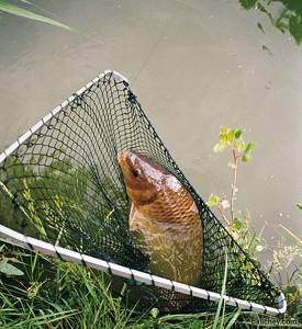 carp in a landing net
