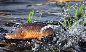 Carp in the thickets
