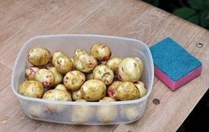 We take young potatoes