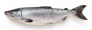 Кета или горбуша: что вкуснее и полезнее, основные отличия, что жирнее и дороже, какая рыба лучше для засолки, сравнение с фото