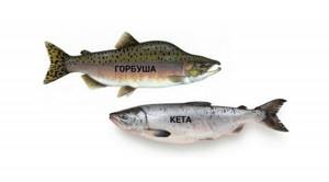 Кета или горбуша: что вкуснее и полезнее, основные отличия, что жирнее и дороже, какая рыба лучше для засолки, сравнение с фото