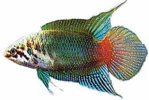 Chinese macropod (List of Amur fishes, 2004)