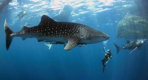 Whale shark is the largest fish in the world