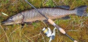 when to catch pike in May