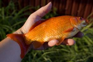 When does crucian carp start biting in the spring in the Moscow region?