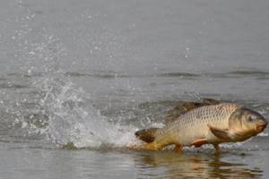 When does carp start biting in the spring?