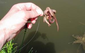 Annelids of all types are the best bait of all time, both for carp and other fish species.