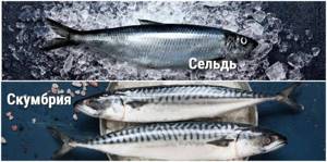 collage of the differences between herring and mackerel