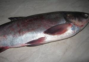 Canned silver carp at home in an autoclave, oven, slow cooker, pressure cooker. Recipes 