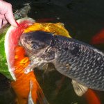 Feeding carp