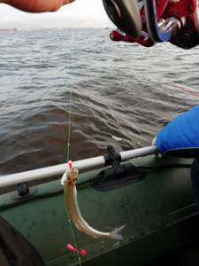 Smelt caught with a jig from a boat on the Gulf of Finland