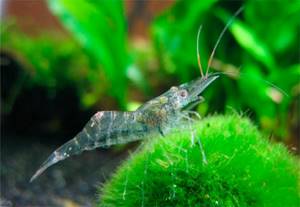 Freshwater glass shrimp Palaemon