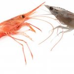 shrimp_versus2.jpg