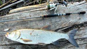 Criteria for choosing a spinning rod for fishing from the shore
