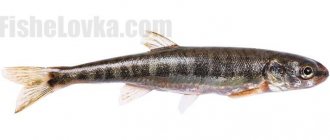 Baby minnow - description of the fish and its attractiveness to fishermen