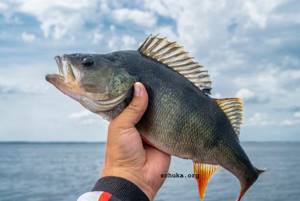 Large perch on the lake