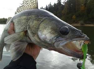 Large pike perch on a jig