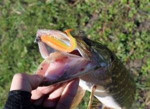 The hook from “Spike” does not catch on snags, but it catches pike