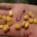 corn for fishing: preparation