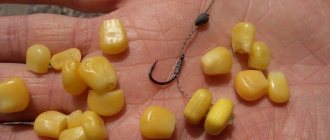 corn for fishing: preparation