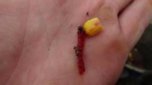 Corn and bloodworms
