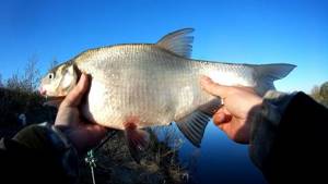 bream on bloodworm