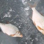 Bream on the first ice
