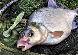 Bream caught on a spinning rod